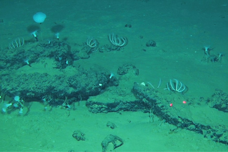This undated image provided by Peng Zhou shows whale remains on the seafloor that have become home to large communities of marine life, southeastern Indian Ocean, in the Diamantina Fracture Zone. (Glo ...