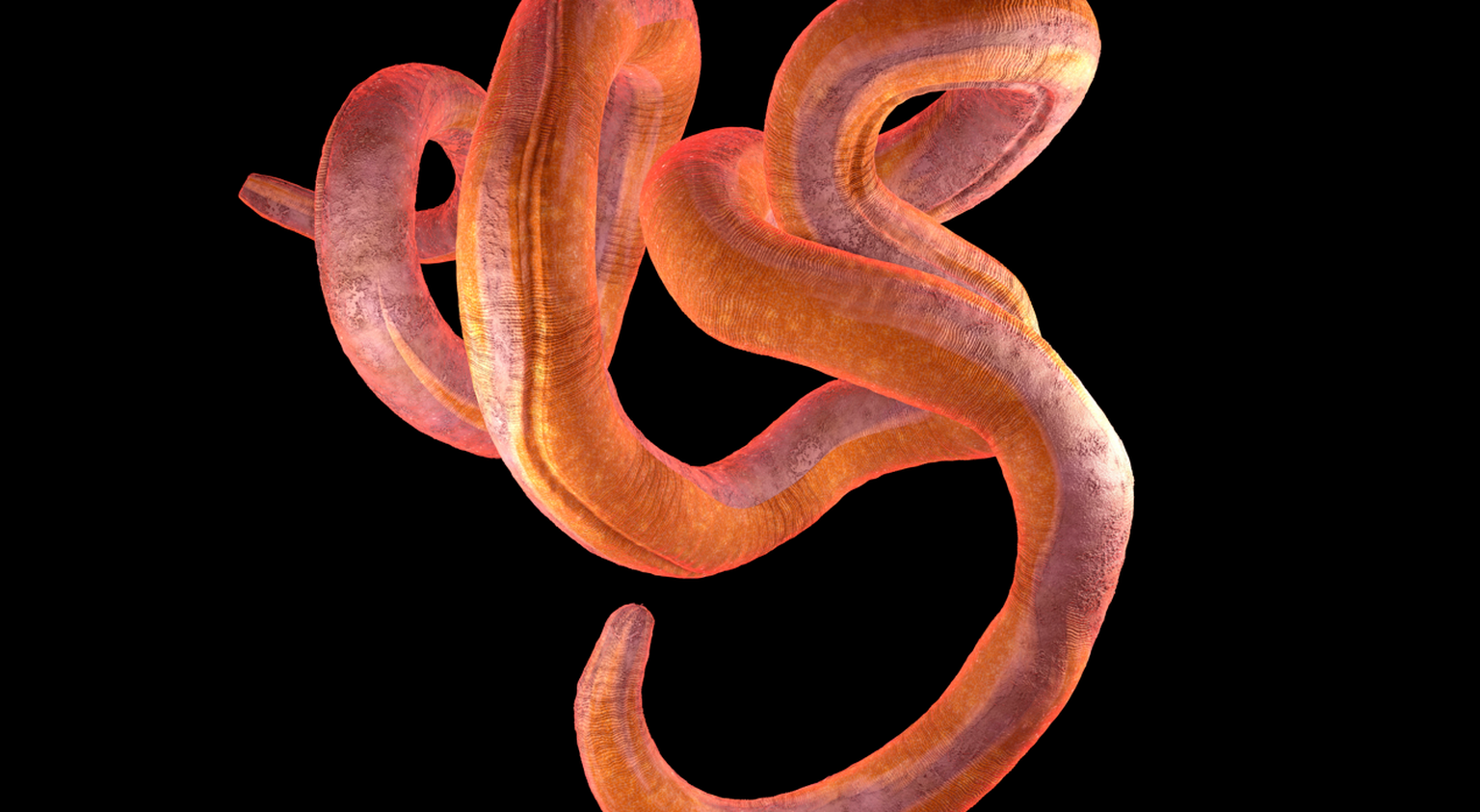Fadenwurm