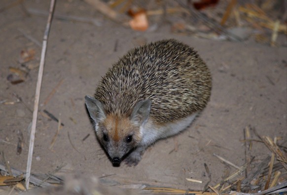 Eigentlicher Langohrigel Hemiechinus auritus, Eigentliche Langohrigel, Insektenfresser, Säugetiere, Tiere, Long-eared Hedgehog adult, leaving cellar in remote building, Lake Balkhash, Kazakhstan, june ...