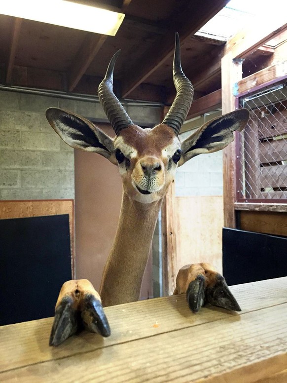 Springbock? Gazelle?
Cute News
http://imgur.com/account/favorites/GYP0iRQ