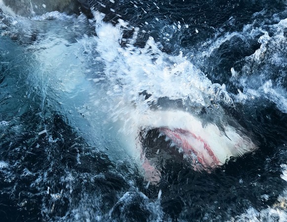 This image released by Discovery Channel shows a shark breaking through the water in a scene from &quot;Shark Lockdown,&quot; premiering Sunday, Aug. 9, one of three programs kicking off Shark Week 20 ...