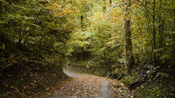 Ein Wanderweg fotografiert waehrend einer Vorfuehrung der Forstarbeiten von &quot;Gruen Stadt Zuerich&quot; am Mittwoch, 19. Oktober 2016, in Zuerich. Da rund ein Viertel der Stadtflaeche mit Wald bed ...