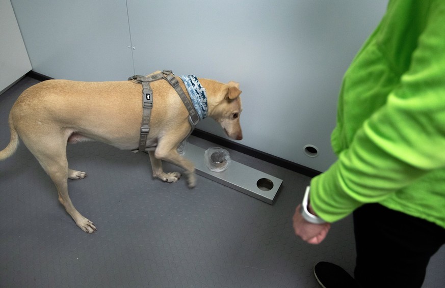 epa08690441 Greyhound mix Kossi at work as four Coronavirus sniffing dogs start their work for a four-month test phase at Helsinki-Vantaa airport near Helsinki, Finland, 23 September 2020. The dogs ar ...