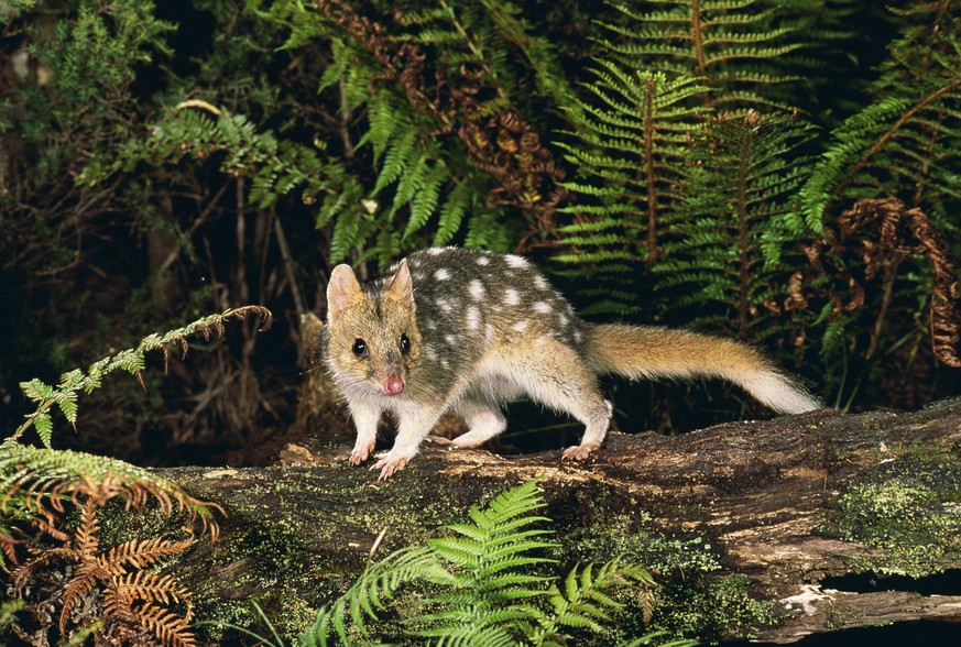 Eastern quoll, pale phase {Dasyurus viverrinus} Tasmania, Australia