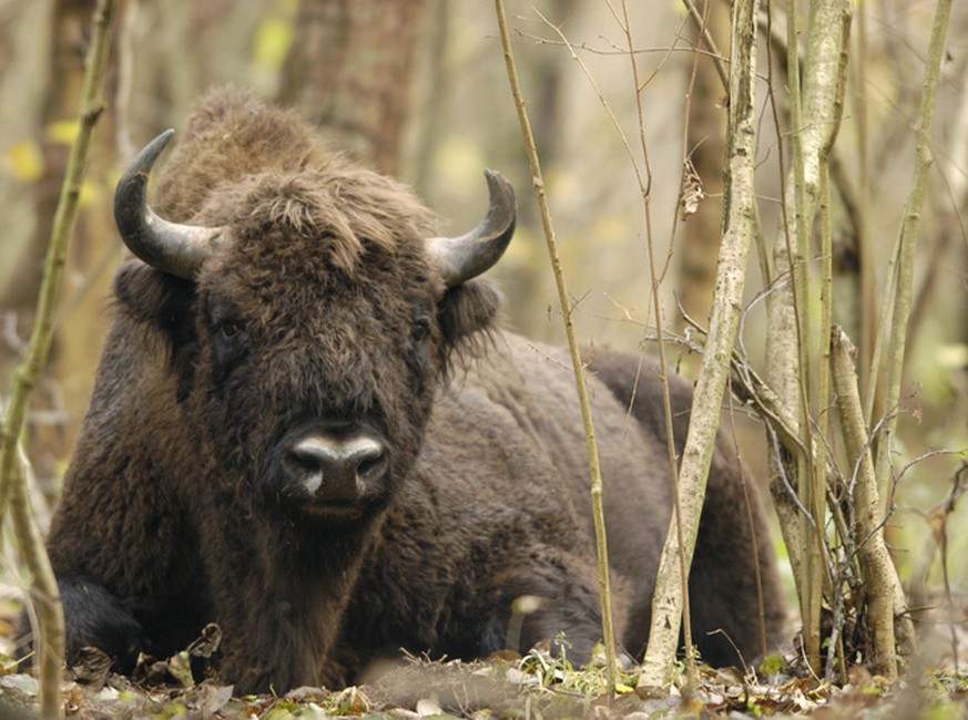 Wisent