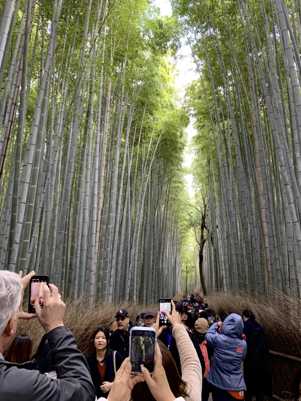 Arashiyama Bambuswald in Kyoto Japan