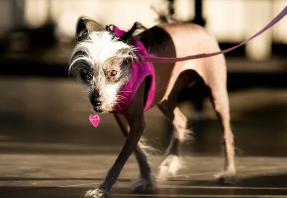 jinny lu poppy ugly dogs