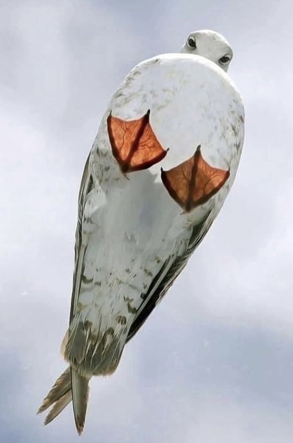 cute news tier vogel

https://ch.pinterest.com/pin/1121888957211269651/