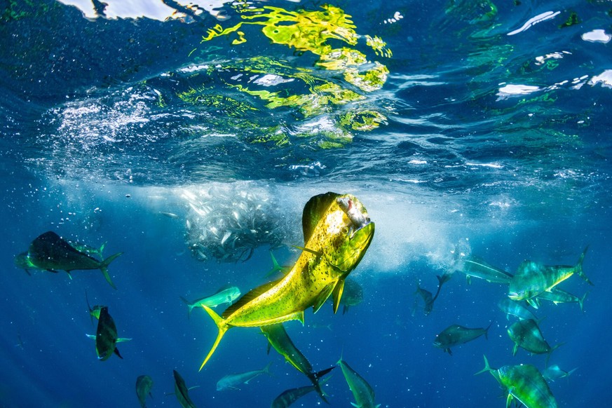 https://oceanographicmagazine.com/opa-winner/ocean-wildlife-photographer-of-the-year-2024-mancas1/