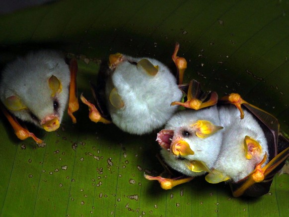 cute news animal bat https://www.reddit.com/r/Awwducational/comments/11xthph/honduran_white_bat_one_of_the_most_distinctive/