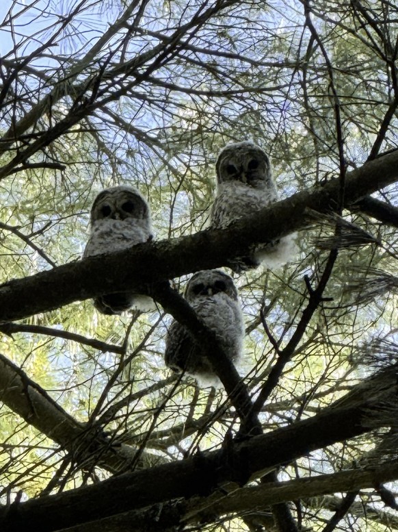 Baby Eulen für Cute NEws