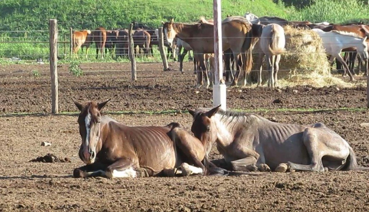 Aufnahmen aus dem Schlachthof Lamar, 2016.