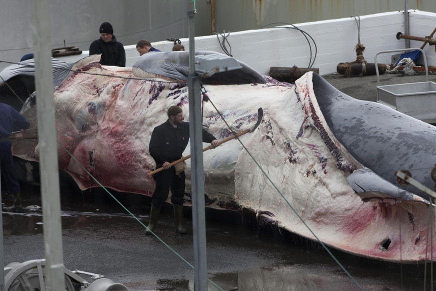 epa04274382 A handout picture released by Greenpeace on 23 June 2014 shows a fin whale being flensed at the whale flensing station in Hvalfjordur, Iceland, 21 June 2014. Icelandic whaling firm Hvalur  ...