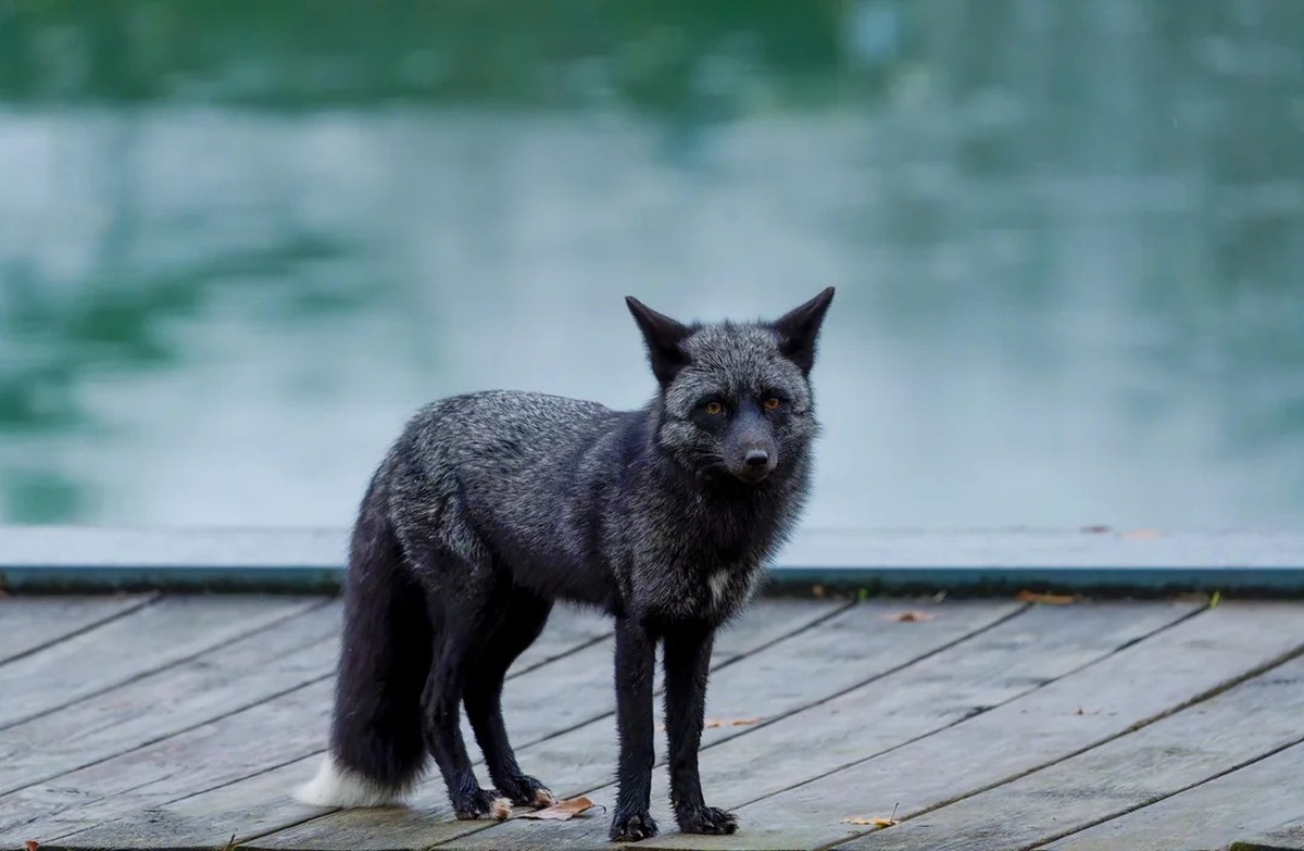 cute news tier silver fox

https://www.reddit.com/r/NatureIsFuckingCute/comments/1gwtgb2/those_ears/