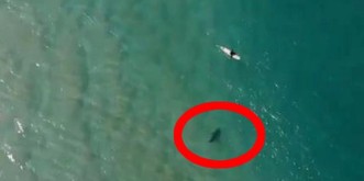 Hai pirscht sich an ahnungslosen Surfer heran: Dann kommt Hilfe – von oben!