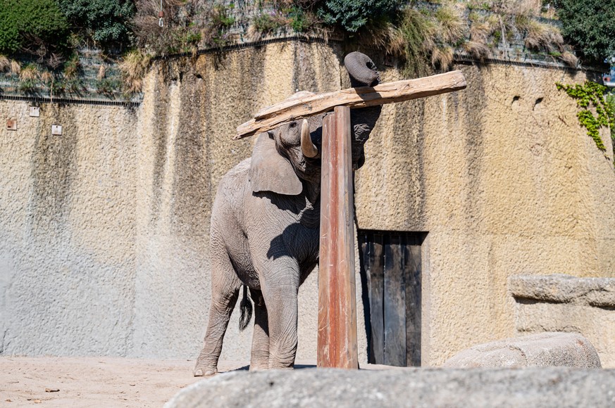 Der afrikanische Elefantenbulle Tusker spielt gern mit Baumstämmen.