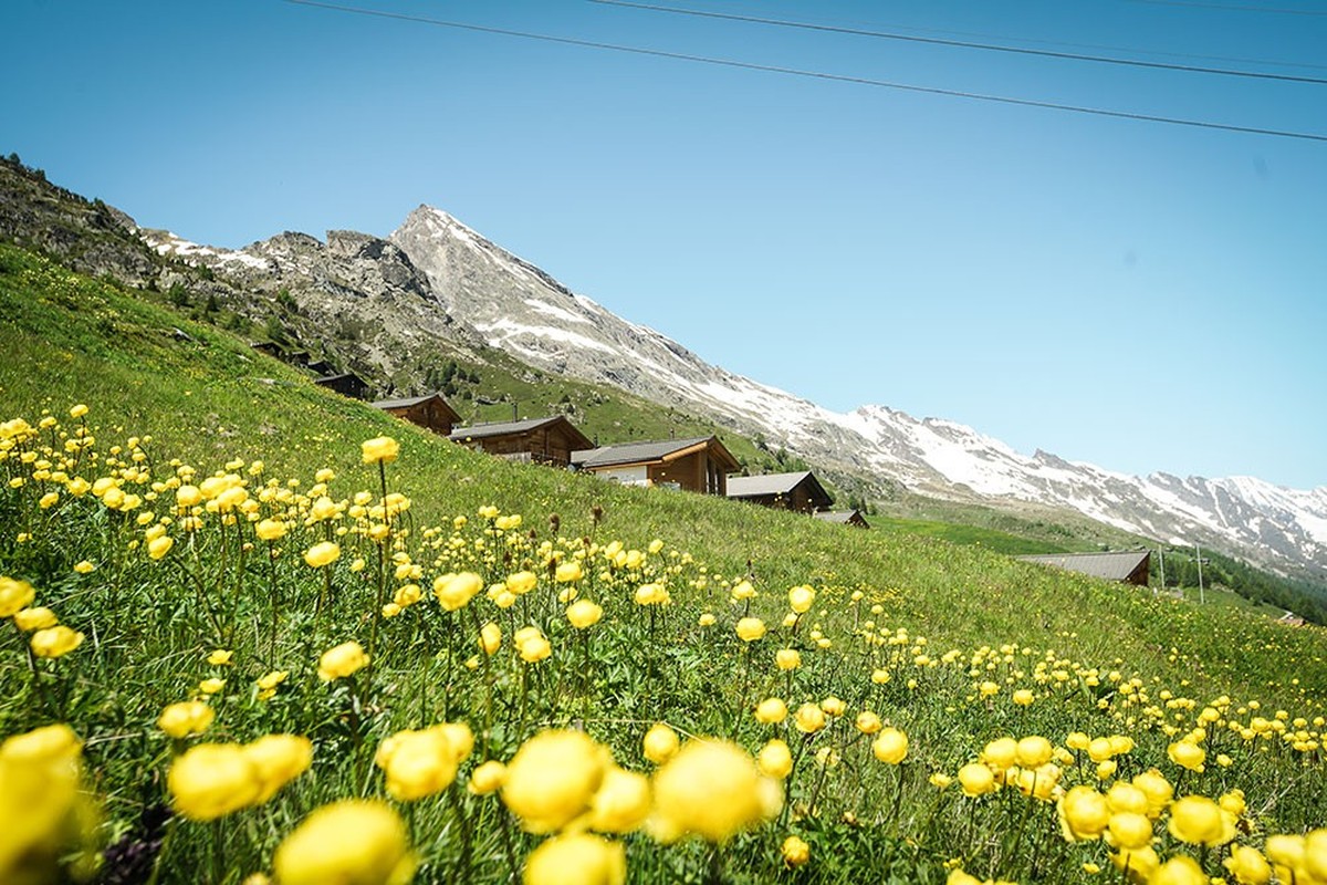Rauszeit Blumen Lötschental Trollblumen