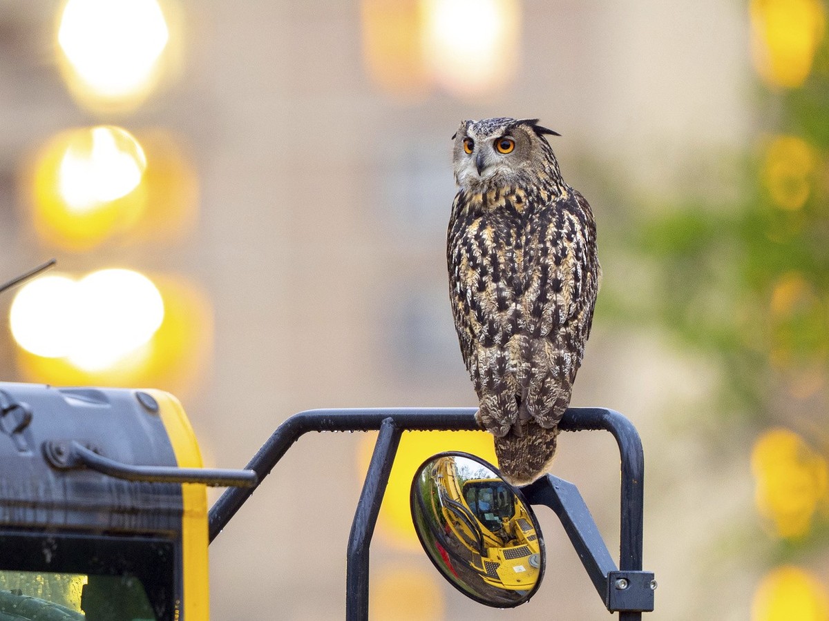 Falco s'est malheureusement écrasé contre un immeuble. Le hibou était devenu un symbole d'émancipation pour les new-yorkais. (Courtesy David Lei via AP)