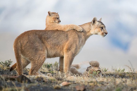 Weiblicher Puma und ihre Jungen, Patagonien, Chile.
