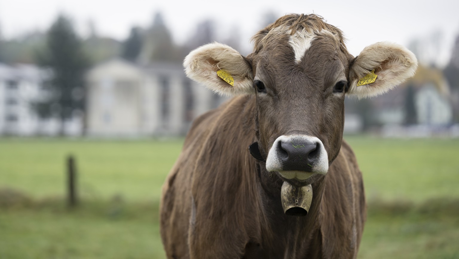 Ein junge Kuh mit einer kleinen Glocke in der Naehe von Haeusern, am Samstag, 18. November 2023 in Aarwangen. Im Dorf Aarwangen im Kanton Bern debattieren die Einwohner ueber das Verbot von Kuhglocken ...
