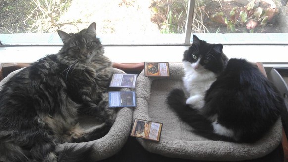 Katzen spielen Yugio