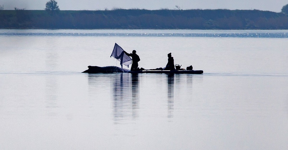 Rettungsversuch für Buckelwal frühestens am Samstag