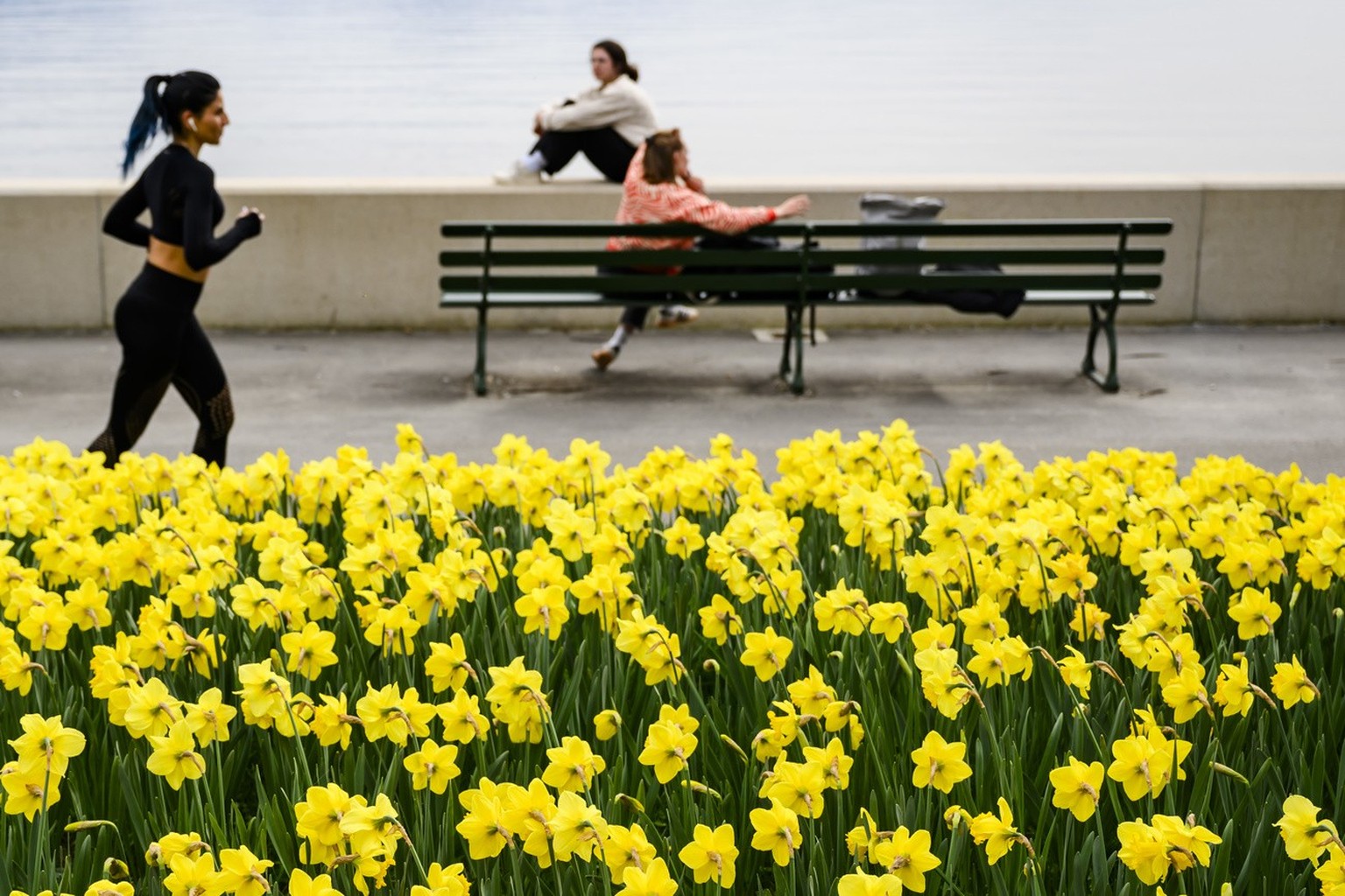 Des personnes font une promenade le long des quais d&#039;Ouchy devant les nouveaux parterres de jonquilles au bord du Leman le vendredi 29 mars 2024 a Lausanne. Pour d&#039;avantage d&#039;ecologie,  ...