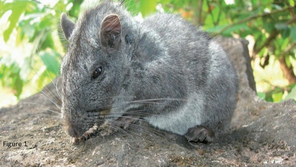 Laotian rock rat
