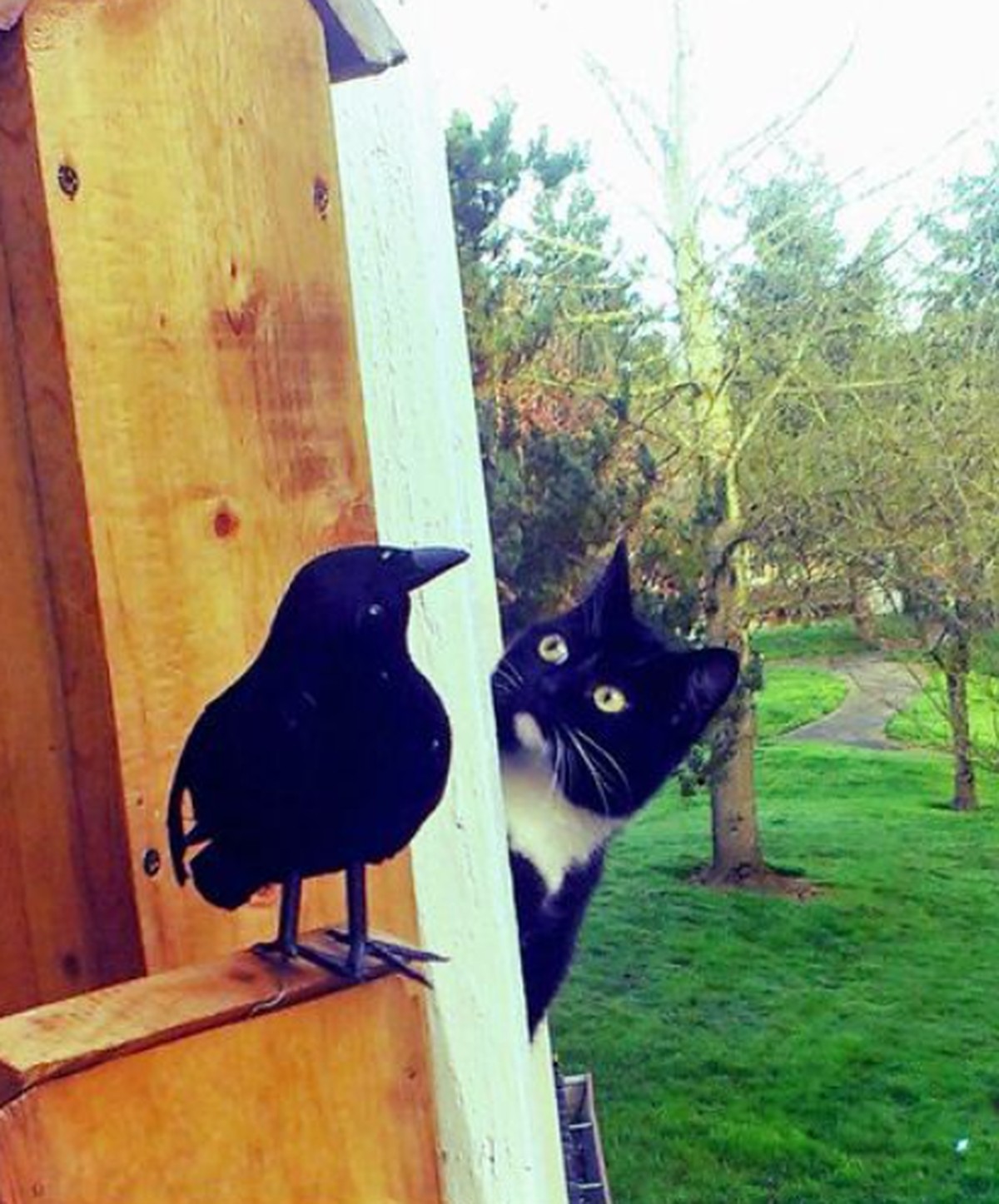 cute news tier katze

https://www.reddit.com/r/CatsBeingCats/comments/1hwbwon/neighbors_cat_curious_about_our_fake_raven/