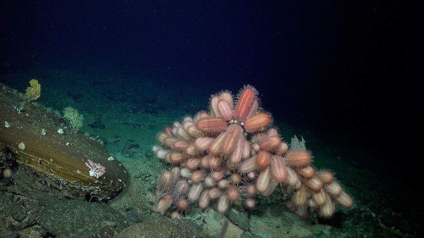 Elongated Dermechinus urchins documented at a depth of 516 meters at Seamount JF2.  An international group of scientists aboard a recent Schmidt Ocean Institute expedition believe they have discovered more...