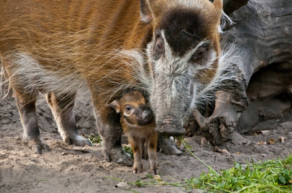 RED RIVER HOG OR BUSH PIG potamochoerus porcus Copyright: xGerardxLaczx GLI-400593