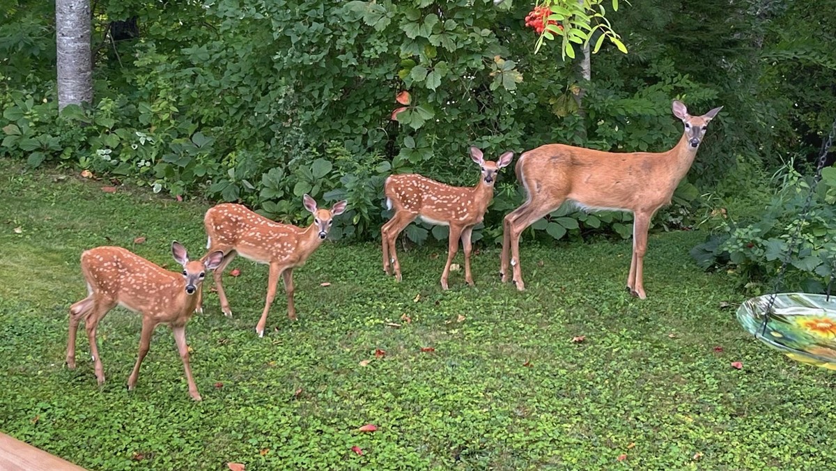 cute news tier rehe

https://www.reddit.com/r/deer/comments/1vydy8i/well_hello/