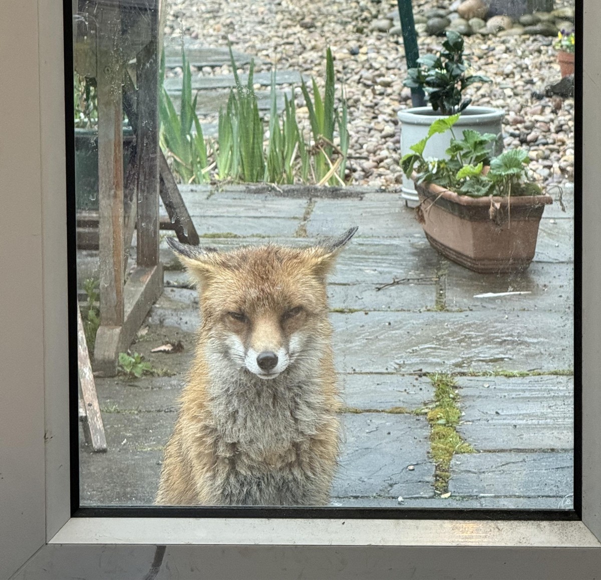 cute news tier fuchs

https://www.reddit.com/r/foxes/comments/1cb4e4o/uh_oh/