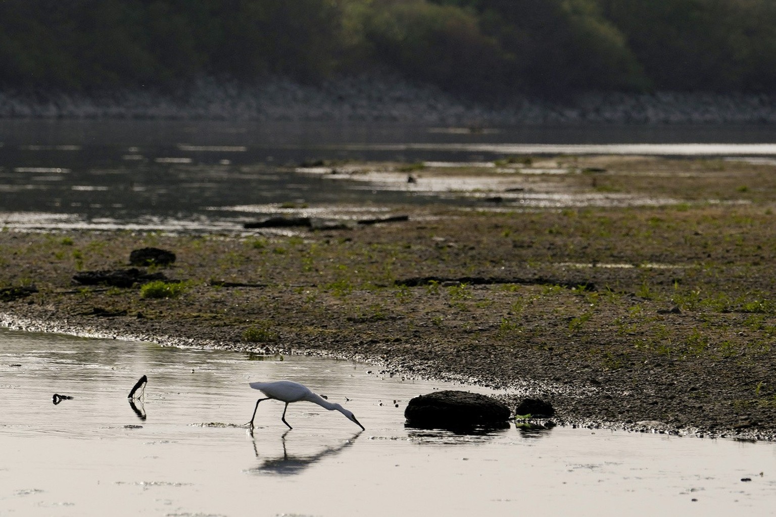 A white heron looks for food on the Po river, in Linarolo, near Pavia, Italy, Monday, June 27, 2022. Italy&#039;s largest river, which is turning into a long stretch of sand due to the lack of rain, i ...