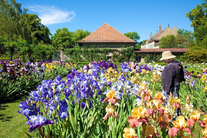 Rauszeit Chateau Vullierens Iris