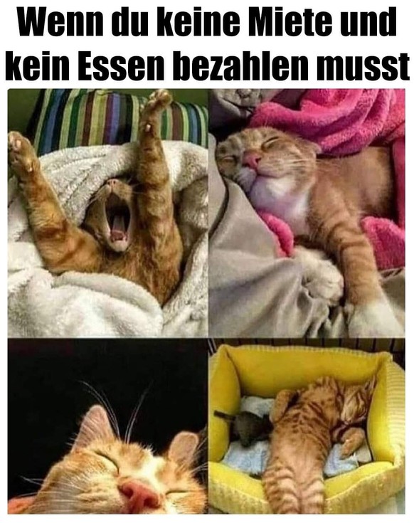 PICDUMP, 101 … nicht Dalmatiner, sondern Memes!\nKatze müsste man sein! 😹