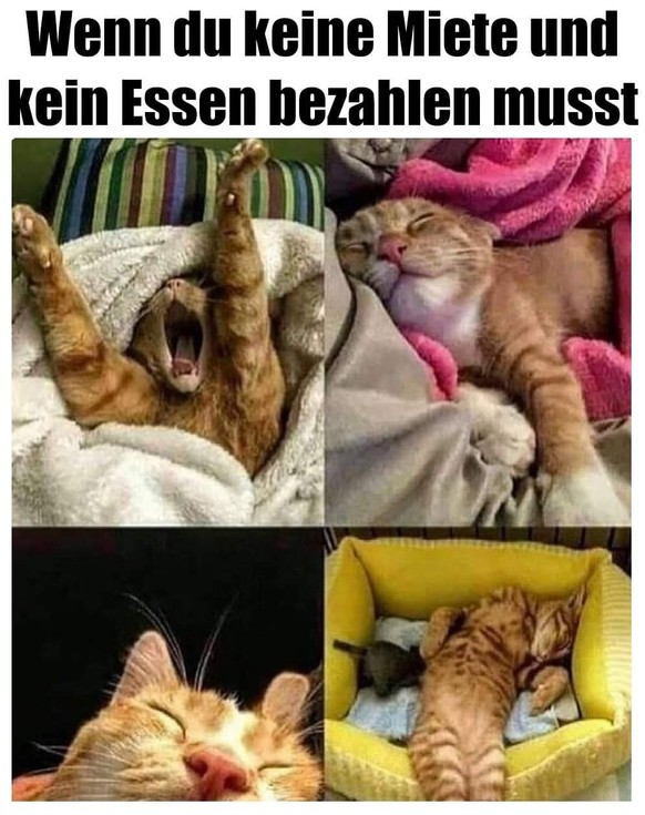 Picdump #15 â Happy Jubilar, heute feiern wir uns selbst!\nSchÃ¶n ist das Katzenleben! ð