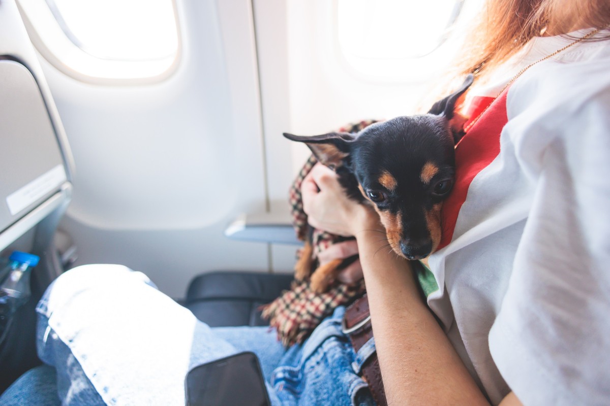 Dog in the aircraft cabin near the window during the flight, travelling and moving with pets and animals, small black dog sitting in the pet carrier bag, travel or relocation with a dog by airplane xk ...