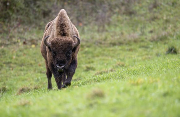 An European bison is photographed in a 50 ha enclosure of the &quot;Projekt Wisent Thal&quot;, on Thursday, Nov. 3, 2022, in Welschenrohr, Switzerland. After seven weeks of stay, the acclimatization e ...