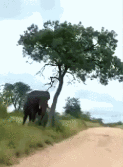 Animiertes GIF