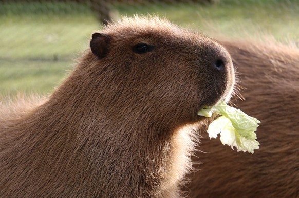 cute news tier capybara

https://www.reddit.com/media?url=https%3A%2F%2Fi.redd.it%2Fcontemplating-about-life-v0-xwk6atrvwrdc1.jpeg%3Fs%3D23df77cca6ae749f94634c7582d25ef0b5ffd9b9