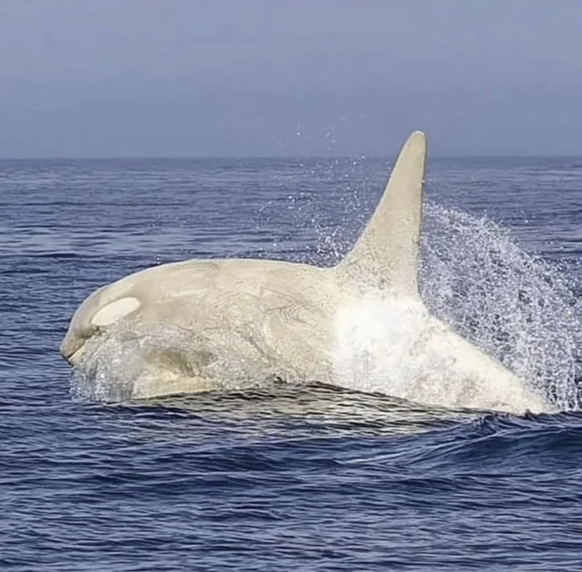 Die spannendsten Tierbilder der Woche: Weisser Orca