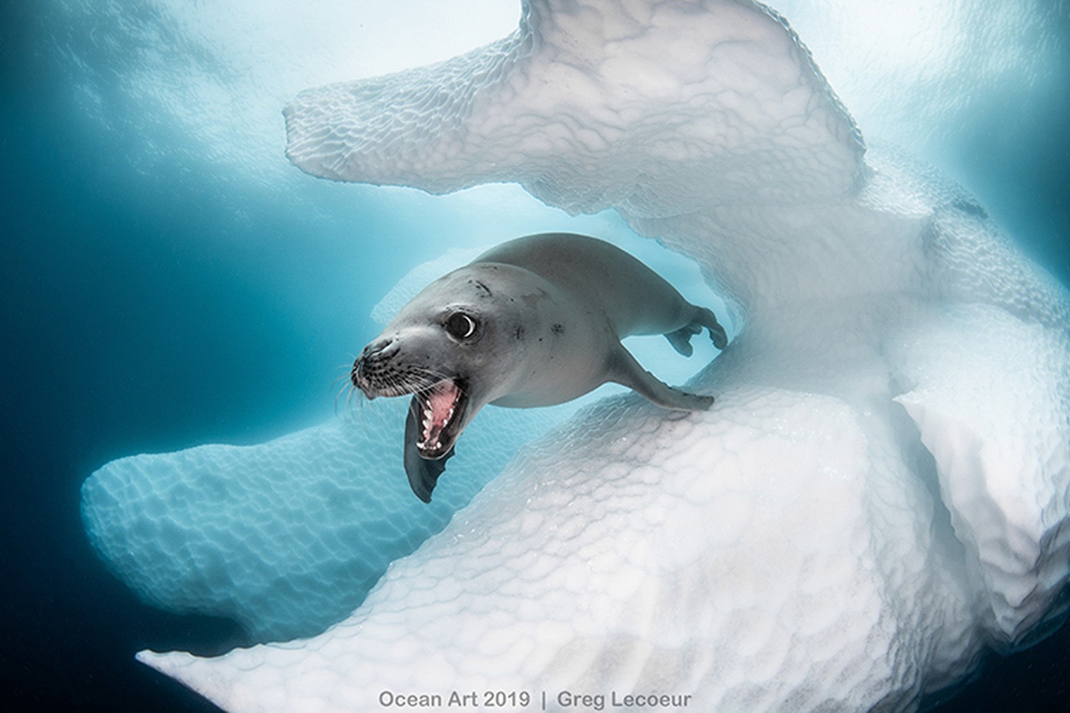 «Crab-Eater Seal».