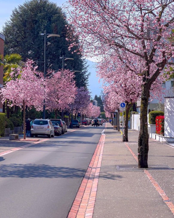 Rauszeit Kirschblüten in der Schweiz Ascona Viale Monte Verita