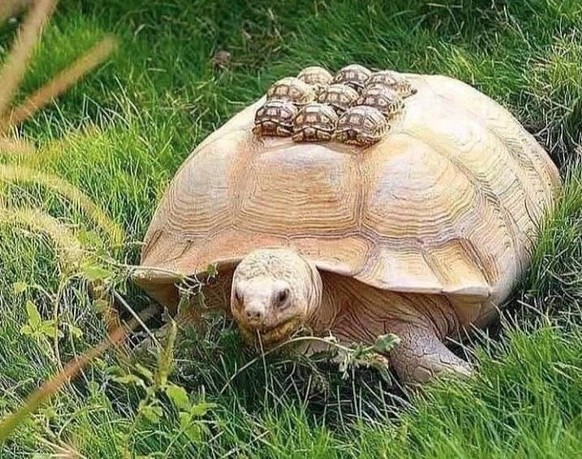 Cute News Eltern und ihr Nachwuchs.