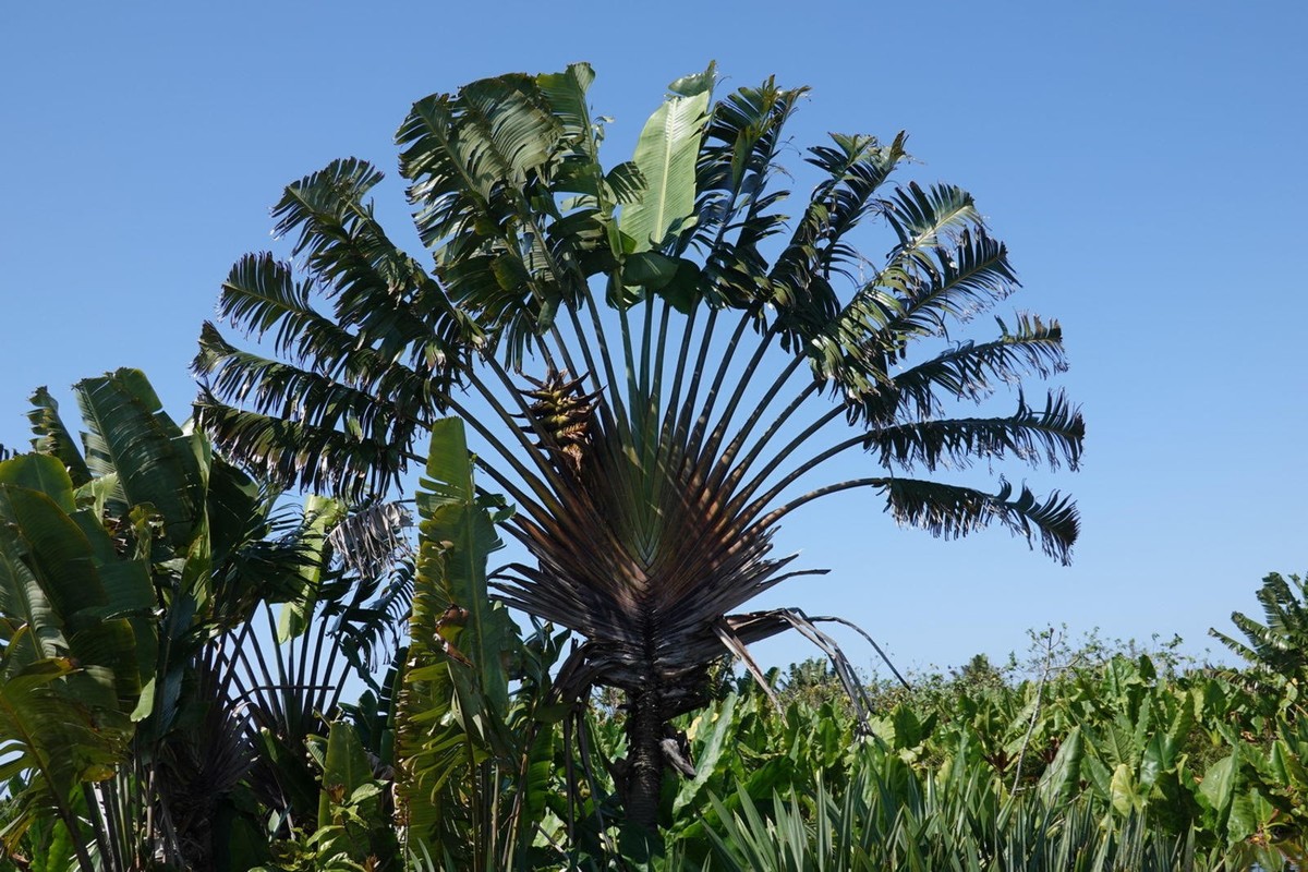 madagaskar artenvielfalt