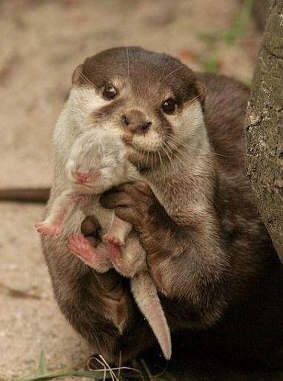 Die heutigen Tierbilder sind nicht nur lustig, sondern auch lehrreich!
Kinder, ihr könnt für heute das Internet ausschalten.... Es ist ein Ott mit BABY-OTT!

Gern geschehen.