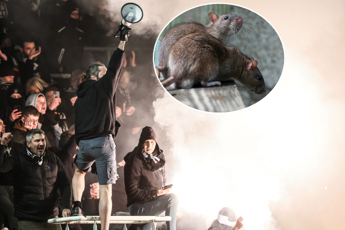 Les ultras de Charleroi sont accusés d'avoir lancé des rats morts sur les fans du Standard de Liège.