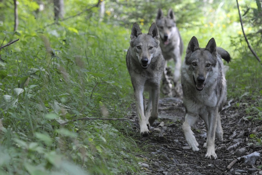 ARCHIVBILD - ZUR DEBATTE ZUR LOCKERUNG DES WOLFSSCHUTZES IM NATIONALRAT, AM MITTWOCH, 8. MAI 2019 - Des chiens-loups de Tchequie sont photographies ce jeudi 2 aout 2012 aux Diablerets. Ces chiens-loup ...