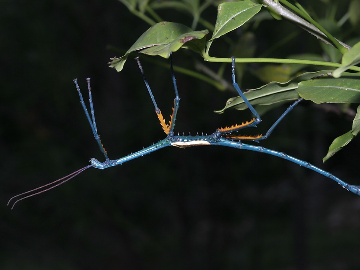 Achrioptera manga, eine der neu identifizierten Stabschrecken. Manga bedeutet auf Madagassisch "blau".